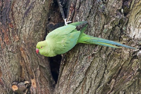 Rose-ringed Parakeet