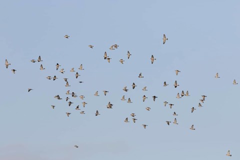 Wood Pigeon