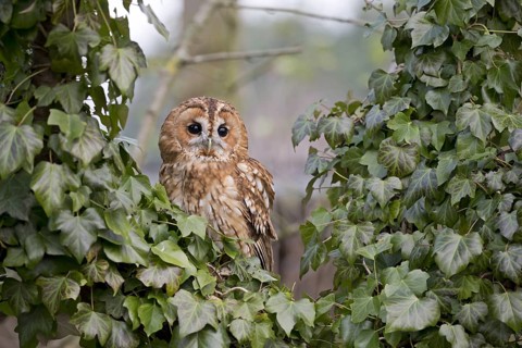 Tawny Owl