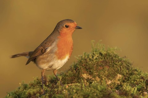 European Robin