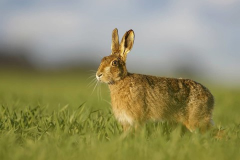 European Hare