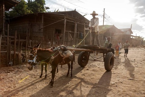 Man standing on donkey cart