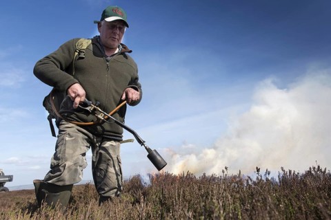 Gamekeeper starting a fire on grouse moor in spring. Yorkshire Dales