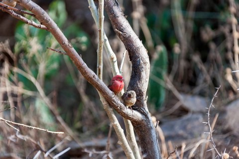 Red-billed firefinch