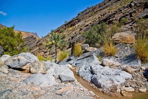 Palm Oasis