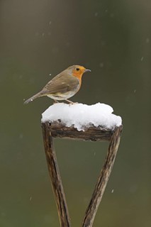 European Robin