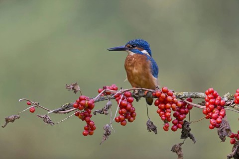 Common Kingfisher