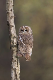 Tawny Owl
