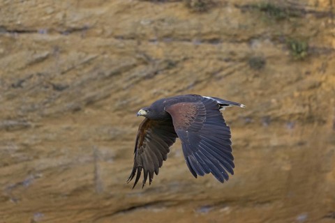 Harris' Hawk