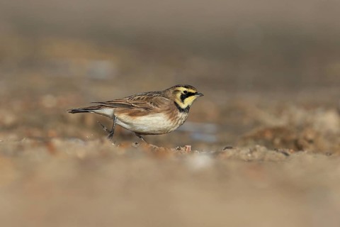 Shore Lark