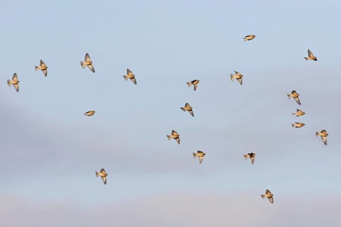 Eurasian Linnet