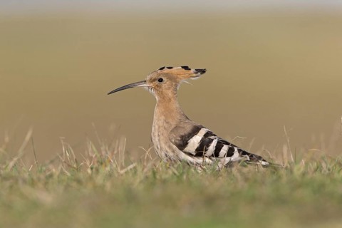 Eurasian Hoopoe
