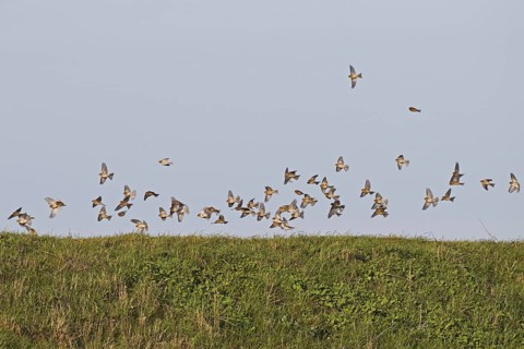 Twite