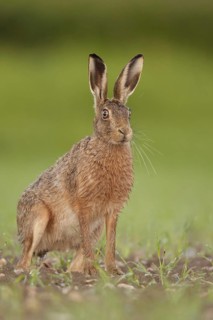 European Hare