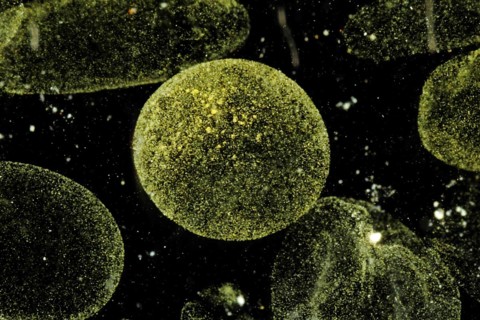 Phytoplankton