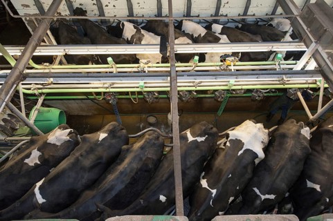 Milking cattle in herringbone parlour system