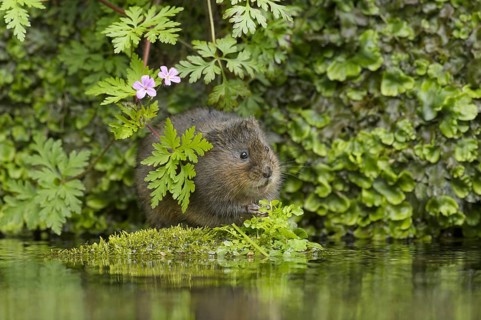 Water Vole