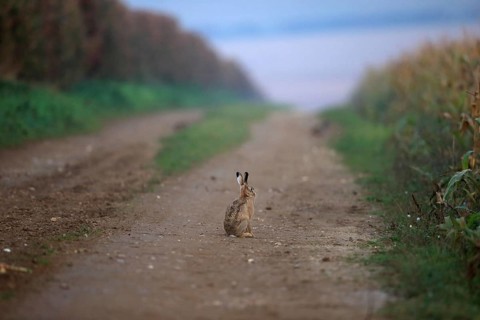 Brown Hare