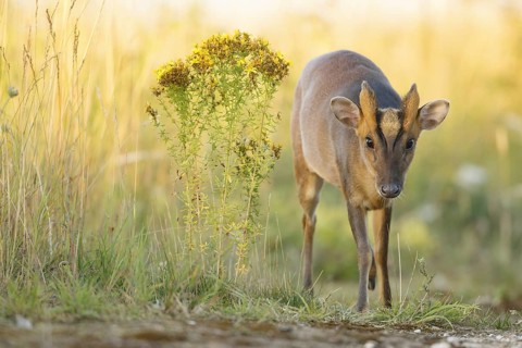 Chinese Muntjac