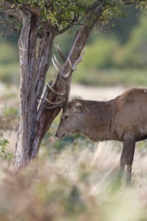 Red Deer