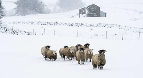 Flock of swaledale sheep in snow. North Yorkshire