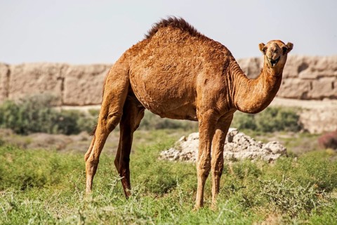 Dromedaries in front of ancient city wall