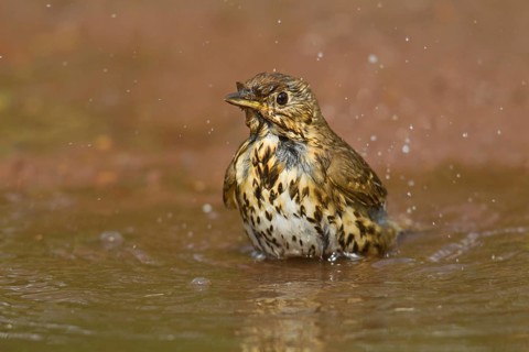Adult Song Thrush