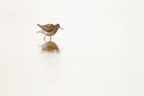 Adult Redshank