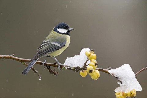 Great Tit