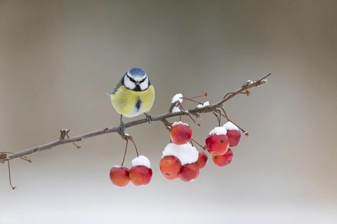 Blue Tit