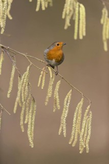 European Robin