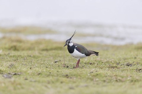 Northern Lapwing