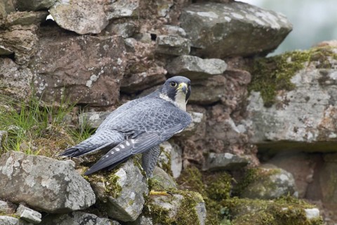 Peregrine Falcon