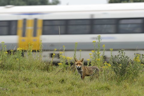 European Red Fox