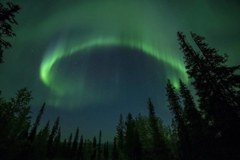 Aurora Borealis and stars over coniferous forest