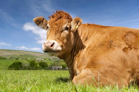 Limousin cow sat in pasture