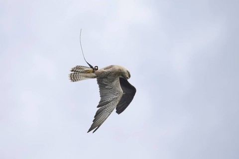 Lanner Falcon