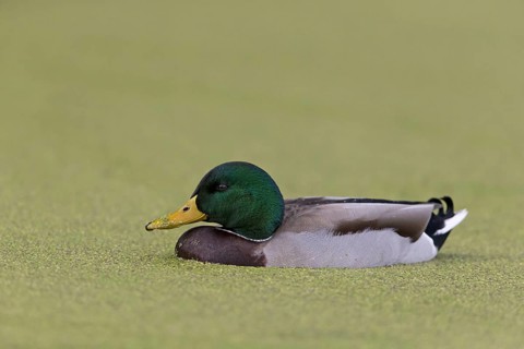 Mallard