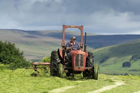 Farmer in Wensleydale turning grass to make hay with a vintage Massey Ferguson tractor. Hawes
