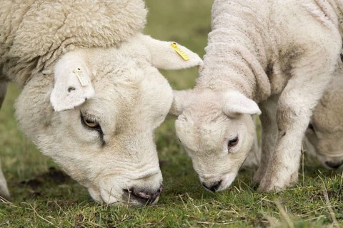 Texel ewe and young lamb grazing in pasture