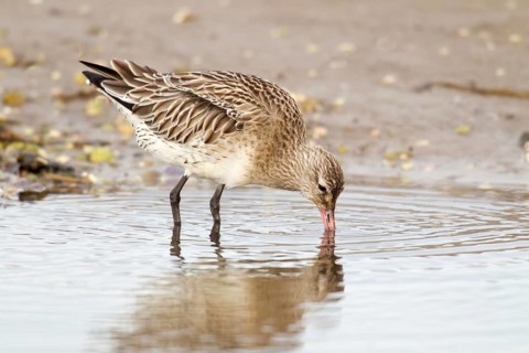 Bar tailed Godwit Limosa lapponica head down feeding in tidal pool off the Causeway to Holy Island