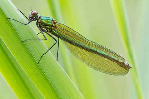Adult female Beautiful Demoiselle