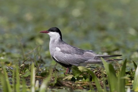 Whiskered Tern