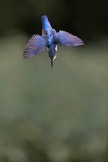 Common Kingfisher