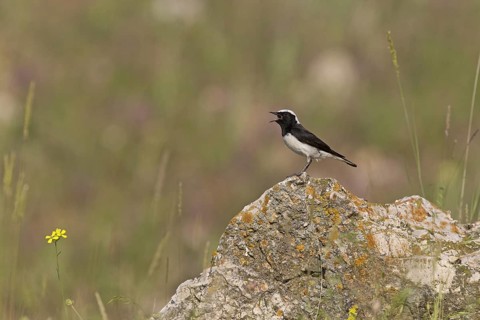 Pied Wheatear