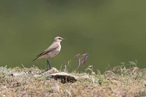 Isabelline Wheatear