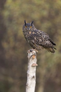 Eurasian Eagle Owl