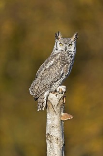 Great-Horned Owl