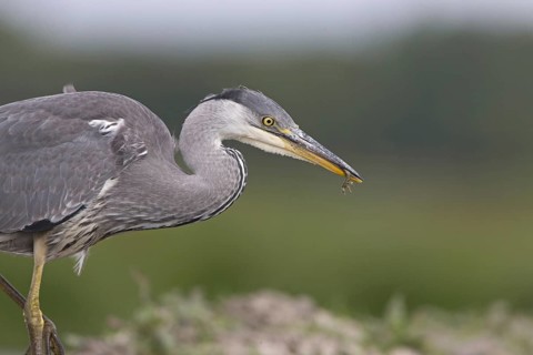Grey Heron