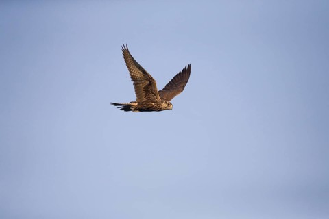 Saker Falcon